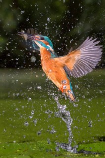 Common Kingfisher (Alcedo atthis) male fishing, Lower Saxony, Germany