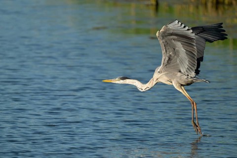 Grey heron (Ardea cinerea) flying over a lake, blue water, Lower Saxony, Germany