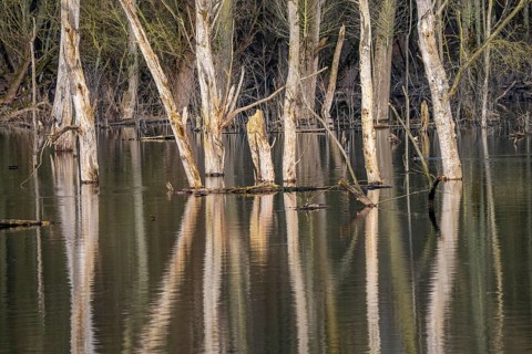 The Bislicher Insel, nature reserve on the Rhine, Altrheinarm, near Xanten, Lower Rhine, Wesel