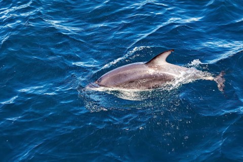 A dolphin moves through the open waters of the ocean, The Clymene dolphin (Stenella clymene) near