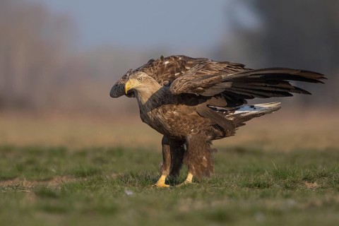 White-tailed Eagle (Haliaeetus albicilla) landing, Subotica, Hungary