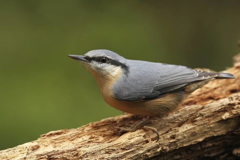 Eurasian Nuthatch (Sitta europaea), Lower Saxony, Germany