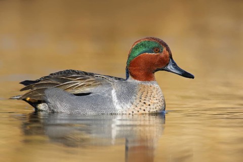 Green-winged Teal (Anas carolinensis) male, British Columbia, Canada