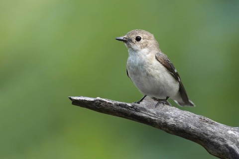 Collared Flycatcher (Ficedula albicollis) female, Debrecen, Hungary