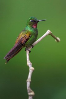 Brazilian Ruby (Clytolaema rubricauda) perched on a branch in the Atlantic rainforest of southeast