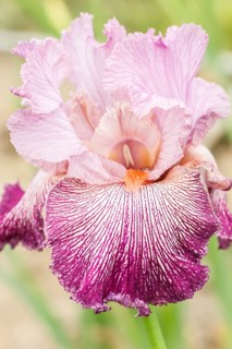 Beautiful multicolored iris flower bloom in the garden. Close up, fragility and summer concept