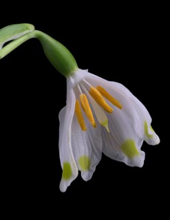 Spring knotweed (Leucojum vernum), marigold, flower cut open, Germany