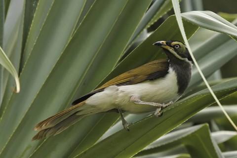 Blue-faced Honeyeater (Entomyzon cyanotis) juvenile, Queensland, Australia