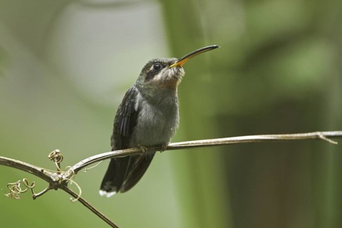Band-tailed Barbthroat (Threnetes ruckeri), Ecuador