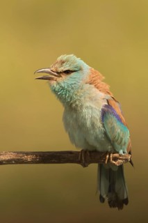 European Roller (Coracias garrulus) female perched on a branch, Serbia