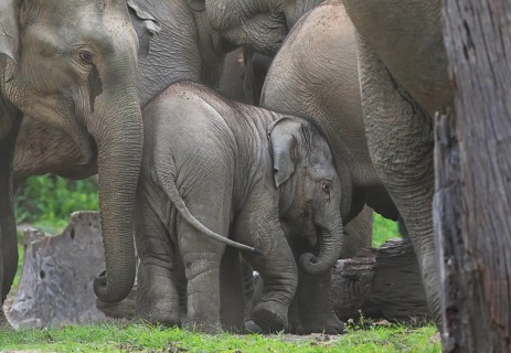 Asian Elephant (Elephas maximus) calf in big group, West Bengal, India