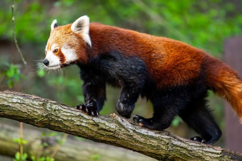 Red panda (Ailurus fulgens) walking on a tree, Germany