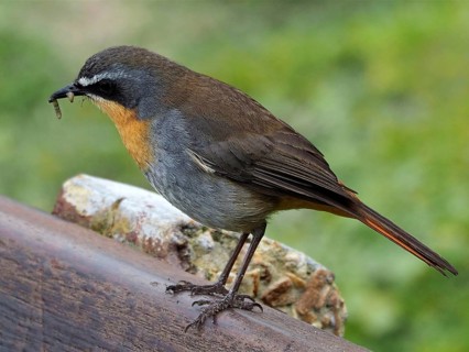 Cossypha caffra (Cossypha caffra)