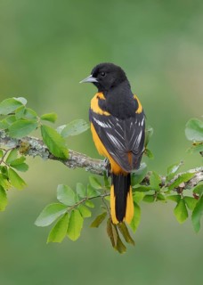 Baltimore Oriole (Icterus galbula) male, Texas, USA