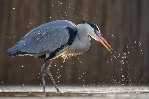 Grey Heron (Ardea cinerea) hunting, Pusztaszer, Hungary
