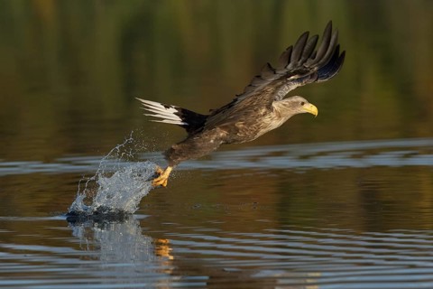 White-tailed Eagle (Haliaeetus albicilla) flying, Mecklenburg-Western Pomerania, Germany