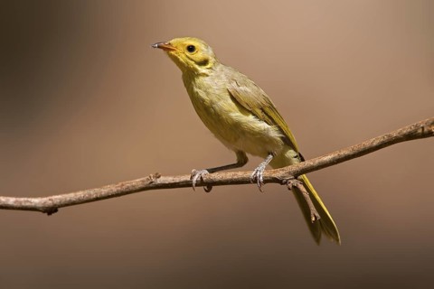 Yellow-tinted Honeyeater (Ptilotula flavescens), Western Australia, Australia