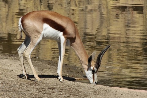 Springbok (Antidorcas marsupialis) drinking at the water's edge, feeding, captive