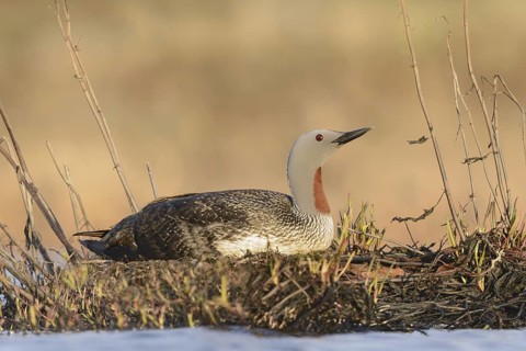Red-throated Loon (Gavia stellata), Alaska, USA