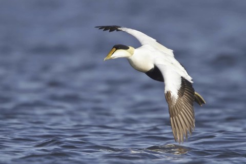 Common Eider (Somateria mollissima) male flying, Manitoba, Canada