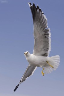 Lesser Black-backed Gull (Larus fuscus) flying, Texel, Netherlands
