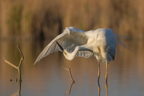 Great Egret (Ardea alba) preening, Subotica, Serbia