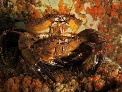 Velvet crab (Necora puber)