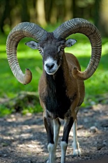 European mouflon (Ovis gmelini musimon), mouflon deer, ram, male with impressively large curved
