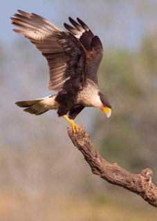 Crested Caracara (Caracara cheriway)