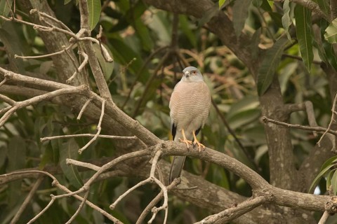 Shikra (Accipiter badius), Gambia