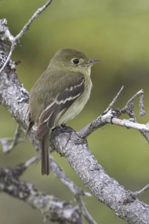 Yellow-bellied Flycatcher (Empidonax flaviventris), Newfoundland, Canada