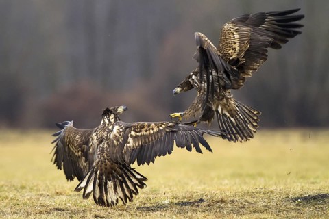 White-tailed Eagle (Haliaeetus albicilla) juvenile, Kutno, Poland