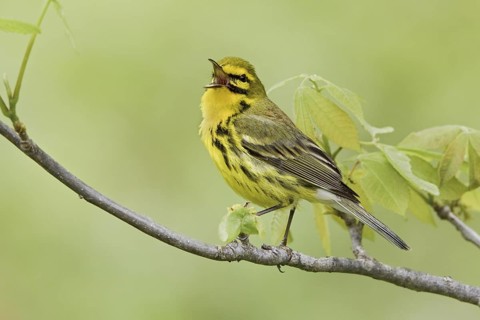 Prairie Warbler (Setophaga discolor) male singing, Ontario, Canada