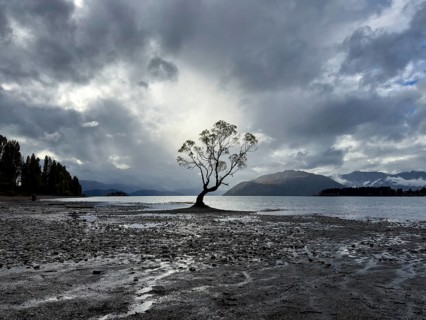 A tranquil image capturing a lone tree by a serene Lake Wanaka with dramatic clouds in the