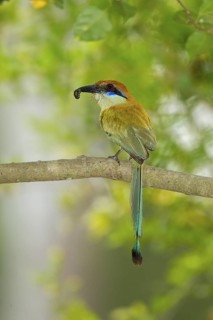 Russet-crowned Motmot Momotus mexicanus El Tuito, Jalisco, Mexico 12 June Adult carrying food.