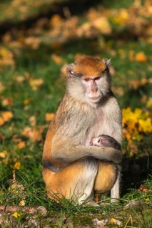 One female patas monkey (Erythrocebus patas)with her baby in late light on a green meadow