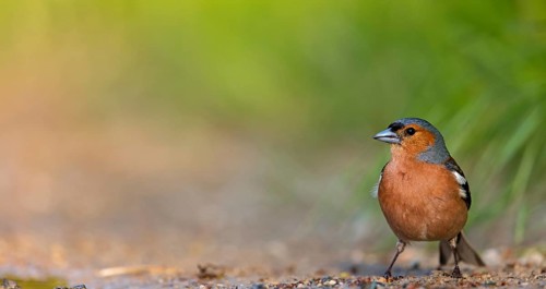 Chaffinch, (Fringilla coelebs), foraging, biotope, Wadi Darbat, Salalah, Greece, Oman