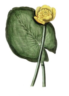 Nymphaea lutea, water lily, digital reproduction of a historical model, between 1790 and 1810