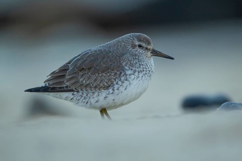 Red knot (Calidris canutus) adult wading bird in winter plumage on a beach, Norfolk, England,