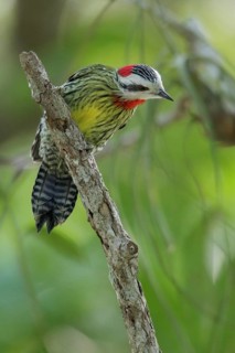 Cuban Green Woodpecker (Xiphidiopicus percussus) perched on a branch in Cuba