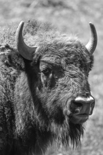 European bison (Bison bonasus) , game park, Bavaria, Germany