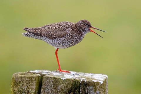 Common Redshank (Tringa totanus) calling, Netherlands