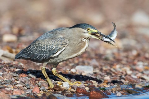 Striated Heron (Butorides striata) with fish prey in its beak, Eilat, Israel