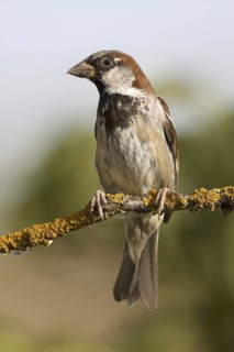 House Sparrow (Passer domesticus) male, Castile-La Mancha, Spain