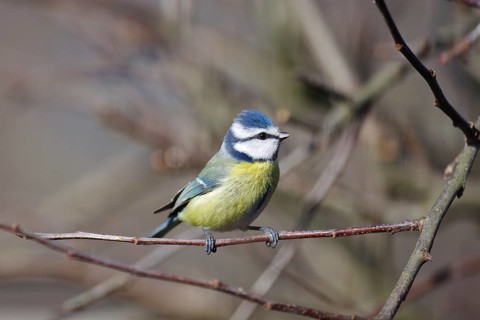 Blue tit (Cyanistes caeruleus), close-up, colourful plumage, twig, pretty, Germany
