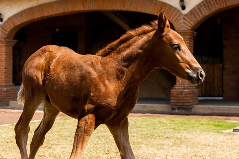 A young foal with a shining chestnut coat walks gracefully through a sunny stable yard. The