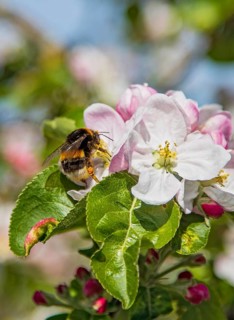 Erdhummel (Bombus terrestris) sammelt Nektar an an blühendem Apfelbaum (Pyrus malus), Hessen,