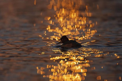 Tufted Duck (Aythya fuligula) female, Brandenburg, Germany