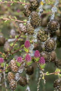 Larch (Larix decidua), blossoms, Emsland, Lower Saxony, Germany