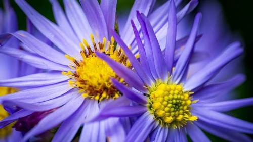 This image captures the stunning detail of European Michaelmas-daisy blossoms, highlighting their